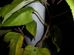 Clerodendrum trichotomum