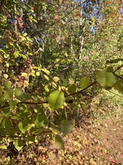Pyrus calleryana