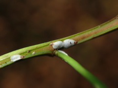 Chionaspis salicis