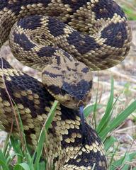 Crotalus molossus
