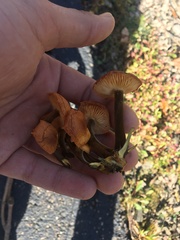 Flammulina velutipes