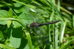 Cordulia aenea aenea