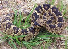 Crotalus molossus