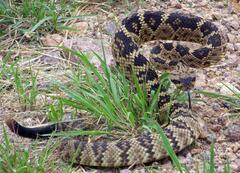 Crotalus molossus