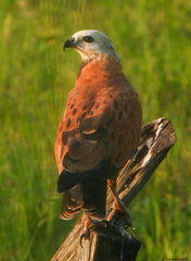 Busarellus nigricollis
