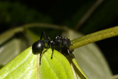 Cephalotes atratus