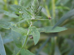 Nanophyes marmoratus