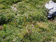 Luzula