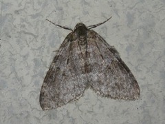 Epirrita dilutata