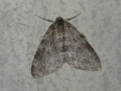 Epirrita dilutata