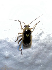 Miridae