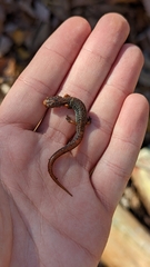 Hemidactylium scutatum