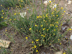 Genista tridentata