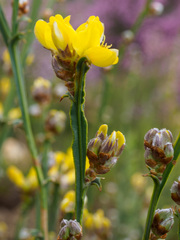 Genista tridentata