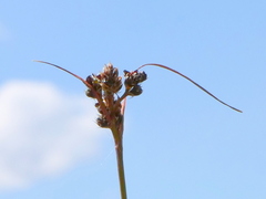 Luzula