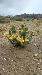 Alstroemeria werdermannii flavicans