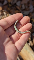 Hemidactylium scutatum