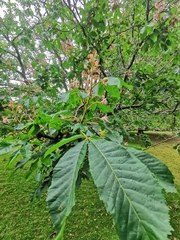 Aesculus × carnea