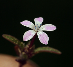 Collomia tinctoria