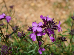Erysimum linifolium