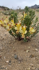 Alstroemeria werdermannii flavicans