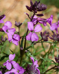 Erysimum linifolium