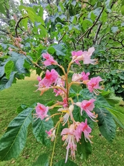 Aesculus × carnea
