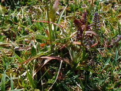 Luzula