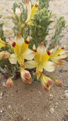 Alstroemeria werdermannii flavicans