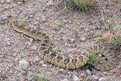 Crotalus molossus
