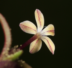 Collomia tinctoria