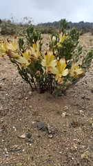 Alstroemeria werdermannii flavicans
