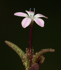 Collomia tinctoria
