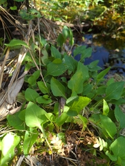 Violaceae