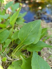 Violaceae