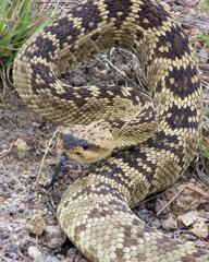 Crotalus molossus
