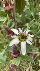 Passiflora bogotensis