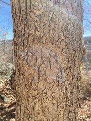 Quercus muehlenbergii