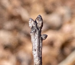 Quercus muehlenbergii