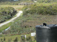 Leptospermum scoparium