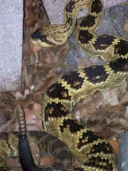 Crotalus molossus molossus