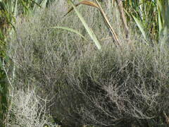 Leptospermum scoparium