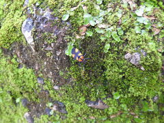 Oncopeltus varicolor varicolor