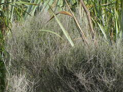 Leptospermum scoparium