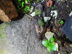 Cyrtodactylus marmoratus