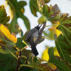 Pycnonotus xanthopygos