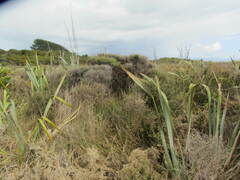 Leptospermum scoparium