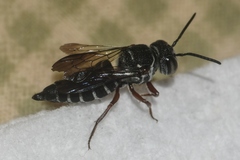 Coelioxys modestus
