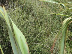 Leptospermum scoparium