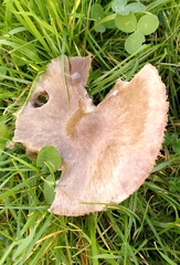 Volvopluteus gloiocephalus